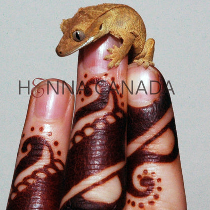 Sample Henna Body Art Kit