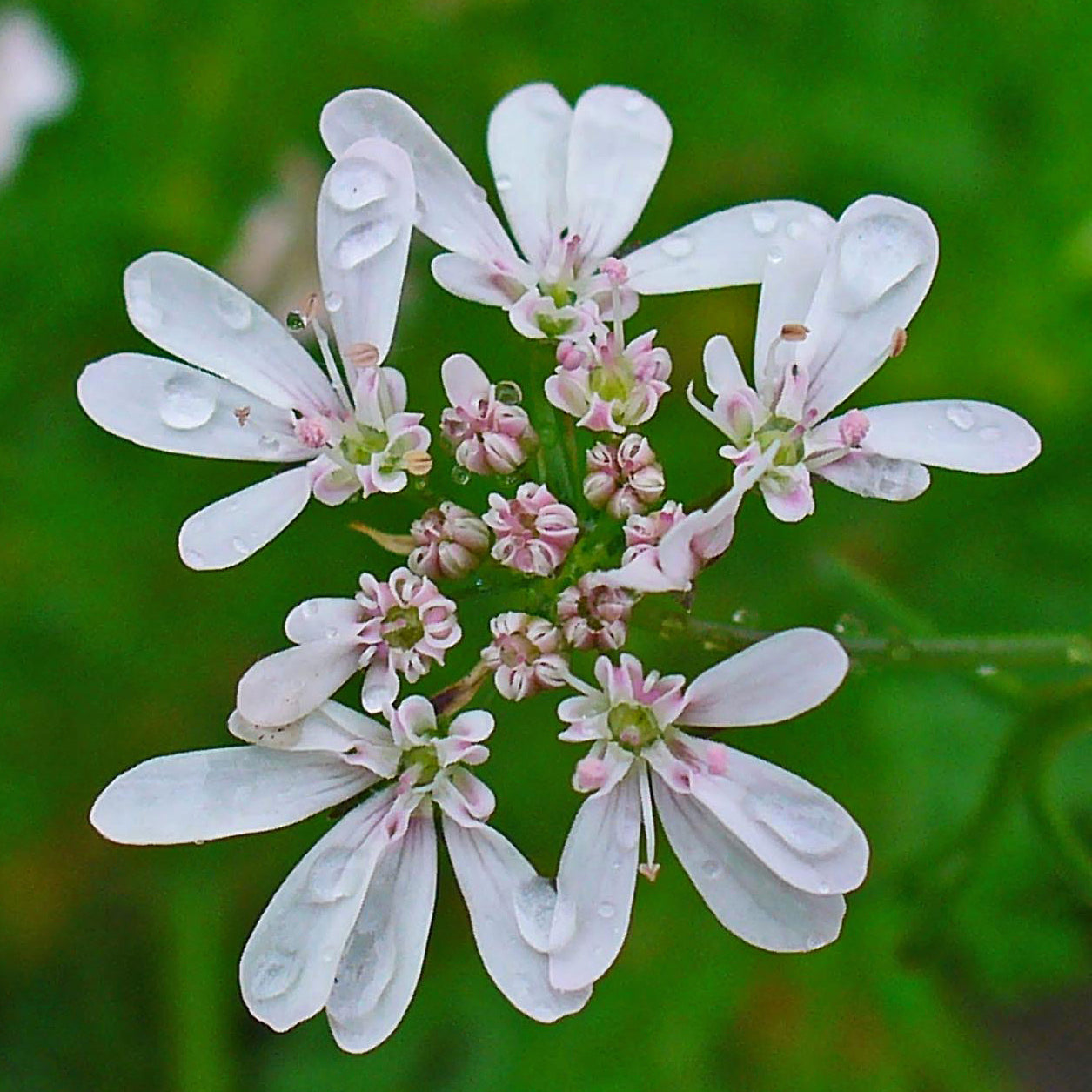 Corriander essential oil for henna paste