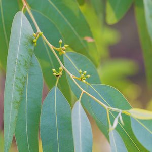 Eucalyptus Essential Oil