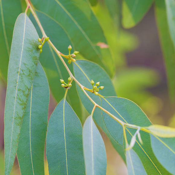 Eucalyptus essential oil for henna paste