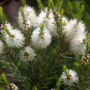 Tea Tree essential oil for henna paste